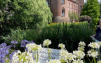 Agapanthus