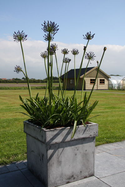 Agapanthus
