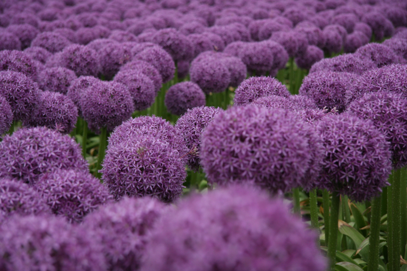 Agapanthus