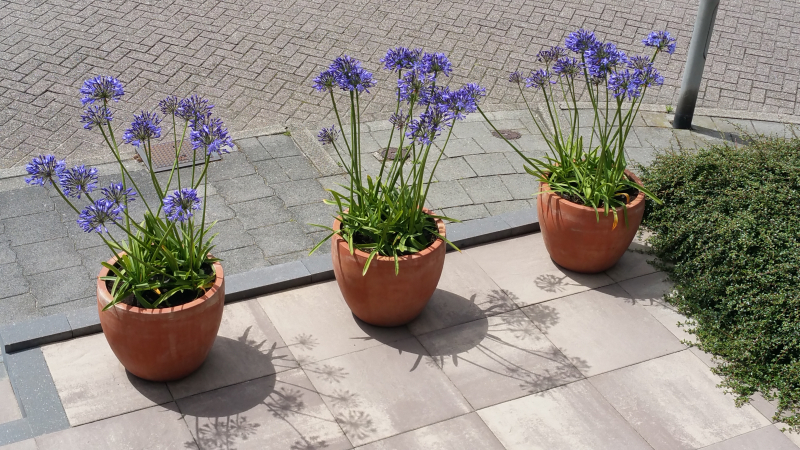 Agapanthus