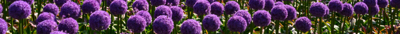 Agapanthus