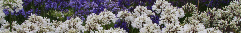 Agapanthus