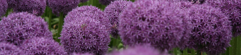 Agapanthus