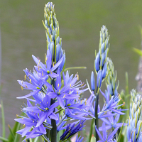 Agapanthus