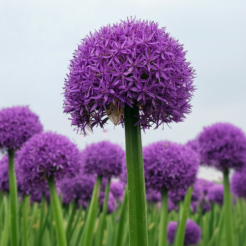 globebestellen2