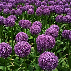 website allium producten