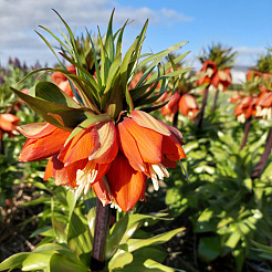 fritillaria3