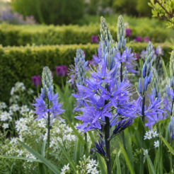 camassia tuin