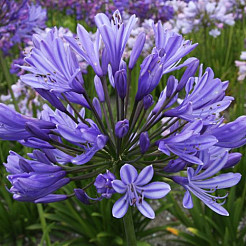 agapanthus pre order 