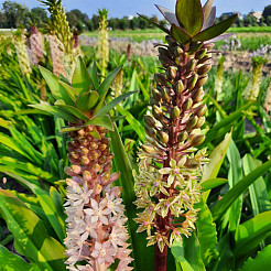 eucomis mix 2 