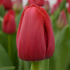 tulipa red1