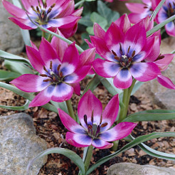 tulipa little beauty