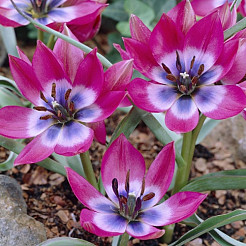 tulipa little beauty2