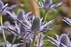 Agapanthus