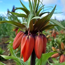 Fritillaria