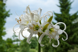 Agapanthus