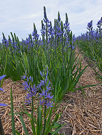 Agapanthus