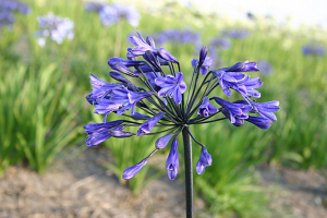 Agapanthus