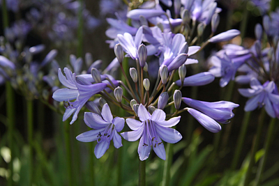 Agapanthus