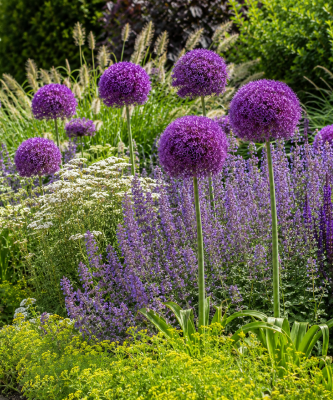Agapanthus