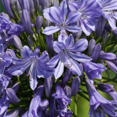 Agapanthus
