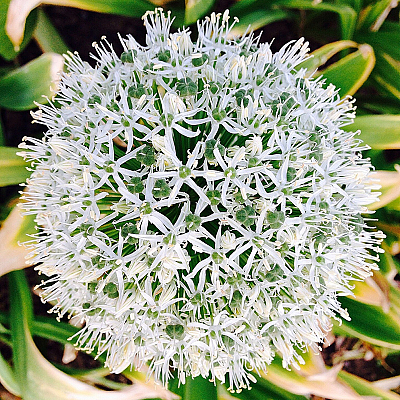 Agapanthus