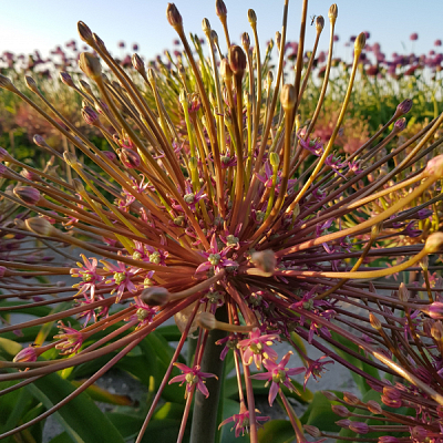 Agapanthus
