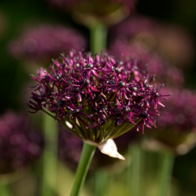 Agapanthus