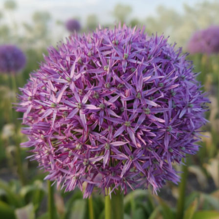 Allium Globemaster 