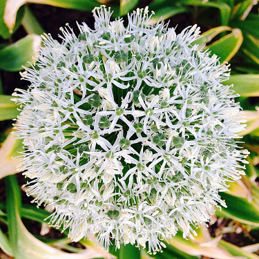 Allium White Giant