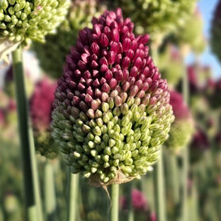 Allium Sphaerocephalon