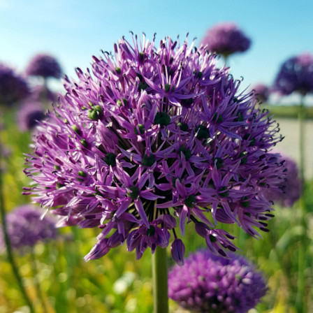 Allium Gladiator