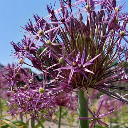 Allium Christophii