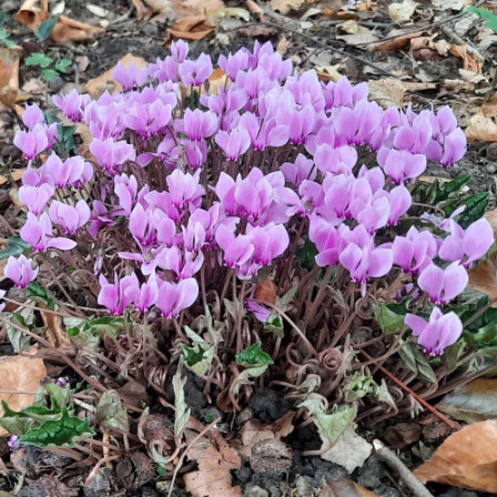 Cyclamen Hederifolium 