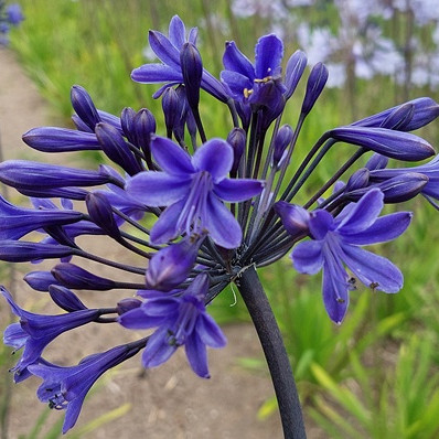 Agapanthus Dark Panthus
