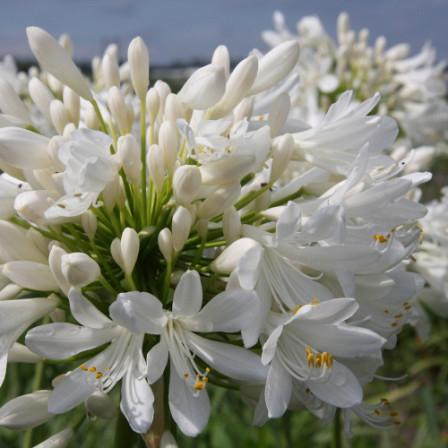 Agapanthus White Panthus