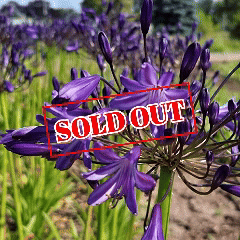 Agapanthus Purple Panthus
