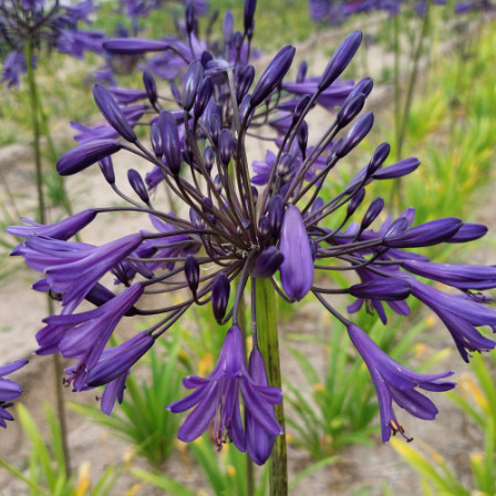 Agapanthus Purple Panthus