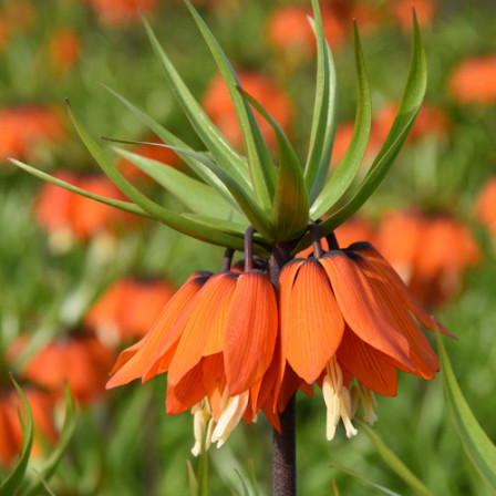 Fritillaria Aurora 