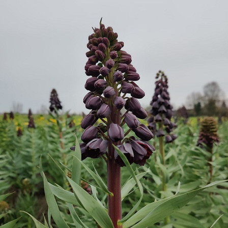 Fritillaria Persica 