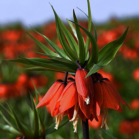 Fritillaria Rubra 