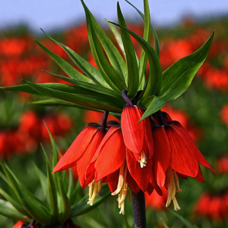 Fritillaria Rubra 