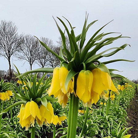 Fritillaria Lutea 