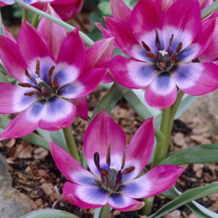 Botanische Tulp Little Beauty