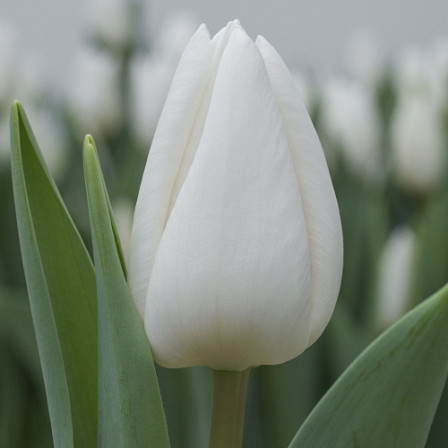 Mamoet Tulp Wit