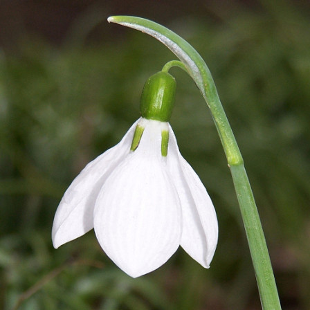Galanthus Elwesii