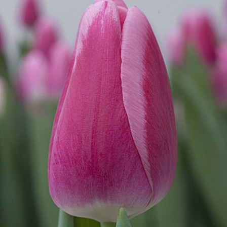 Mammoet Tulp Roze