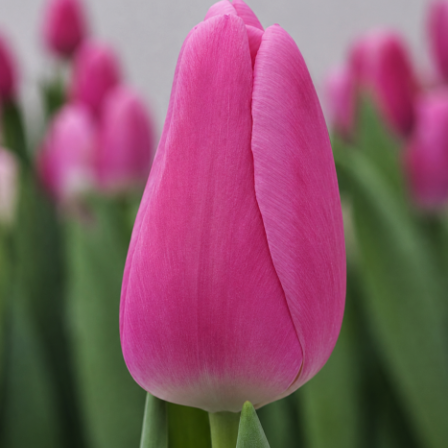 Mammoet Tulp Roze