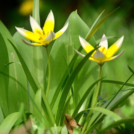 Botanische Tulp Turkestanica