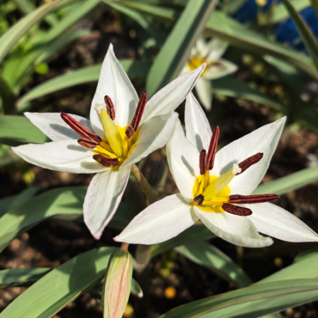 Botanische Tulp Turkestanica